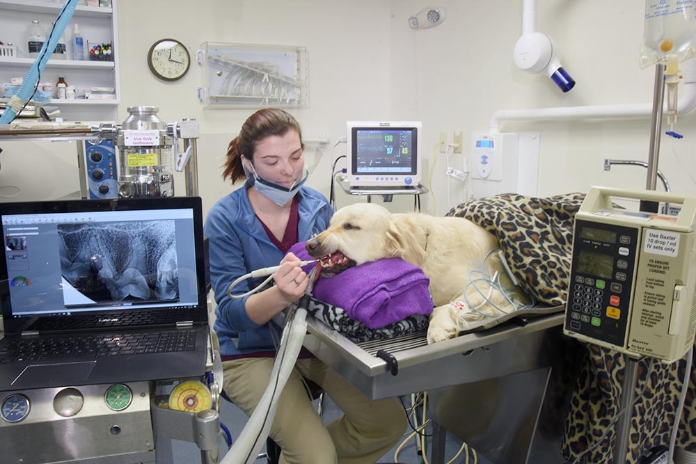 Pet Dental Care Dog Reading PA