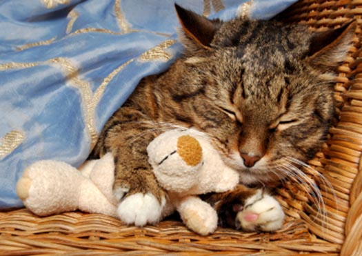 Berks County veterinarian end of life care cat