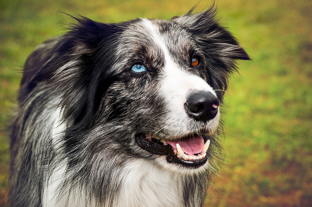 Berks County veterinary endocrinology dog