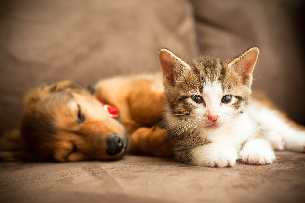 Berks County puppy and kitten care