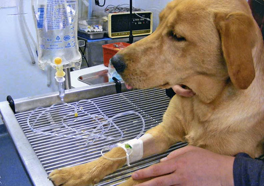 Berks County veterinary services dog with IV