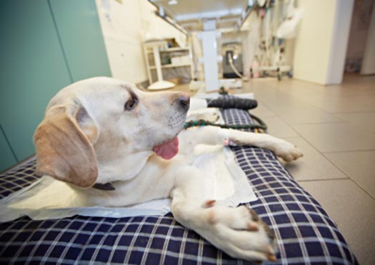 Berks County PA Dog Having A Veterinary Emergency